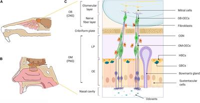 Considering the Cellular Composition of Olfactory Ensheathing Cell Transplants for Spinal Cord Injury Repair: A Review of the Literature